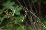 Nodding fescue